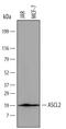 Achaete-Scute Family BHLH Transcription Factor 2 antibody, AF6539, R&D Systems, Western Blot image 