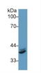 Interferon Regulatory Factor 1 antibody, LS-C299546, Lifespan Biosciences, Western Blot image 