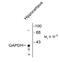 Glyceraldehyde-3-Phosphate Dehydrogenase, Spermatogenic antibody, 50-267, ProSci, Western Blot image 