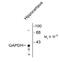 Gapds antibody, 50-267, ProSci, Western Blot image 