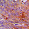 Collagen Type I Alpha 2 Chain antibody, LS-C352021, Lifespan Biosciences, Immunohistochemistry frozen image 