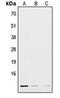 RNA Polymerase III Subunit K antibody, orb215570, Biorbyt, Western Blot image 