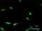 Enolase-Phosphatase 1 antibody, H00058478-D01P, Novus Biologicals, Immunocytochemistry image 