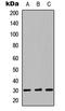 LYL1 antibody, LS-C356161, Lifespan Biosciences, Western Blot image 