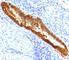 Asparaginase Like 1 antibody, V7246SAF-100UG, NSJ Bioreagents, Western Blot image 