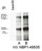 RB Binding Protein 6, Ubiquitin Ligase antibody, NBP1-49535, Novus Biologicals, Immunoprecipitation image 