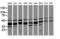 Mitogen-Activated Protein Kinase Kinase 3 antibody, LS-C174452, Lifespan Biosciences, Western Blot image 