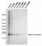 Histone Cluster 4 H4 antibody, MA5-18074, Invitrogen Antibodies, Western Blot image 