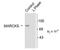 Myristoylated Alanine Rich Protein Kinase C Substrate antibody, NB500-140, Novus Biologicals, Western Blot image 