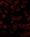 BCL2 Like 11 antibody, GTX84980, GeneTex, Immunofluorescence image 