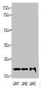 Mitochondrial Ribosomal Protein S18A antibody, LS-C398395, Lifespan Biosciences, Western Blot image 