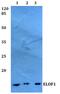 TM2 Domain Containing 1 antibody, PA5-75641, Invitrogen Antibodies, Western Blot image 