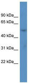 Acyl-CoA Thioesterase 9 antibody, TA343072, Origene, Western Blot image 