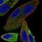 Sosondowah Ankyrin Repeat Domain Family Member C antibody, NBP2-49215, Novus Biologicals, Immunofluorescence image 