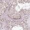 Tetratricopeptide Repeat Domain 33 antibody, NBP1-82469, Novus Biologicals, Immunohistochemistry paraffin image 