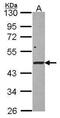 Serine/Threonine Kinase 17a antibody, PA5-78283, Invitrogen Antibodies, Western Blot image 