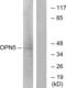 Opsin-5 antibody, abx015391, Abbexa, Western Blot image 