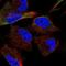 ADAM 17 antibody, NBP2-58422, Novus Biologicals, Immunofluorescence image 