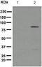TANK Binding Kinase 1 antibody, ab109272, Abcam, Western Blot image 