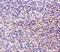 CD180 Molecule antibody, A05085-1, Boster Biological Technology, Immunohistochemistry frozen image 