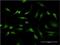  antibody, MA5-19170, Invitrogen Antibodies, Immunofluorescence image 