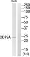 CD79a antibody, abx015183, Abbexa, Western Blot image 