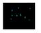 Prdx6 antibody, PB9384, Boster Biological Technology, Immunofluorescence image 