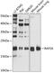 RAP2A, Member Of RAS Oncogene Family antibody, 18-738, ProSci, Western Blot image 