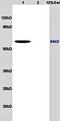 Activated Leukocyte Cell Adhesion Molecule antibody, orb10298, Biorbyt, Western Blot image 
