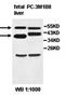 IQ Motif Containing D antibody, orb78031, Biorbyt, Western Blot image 
