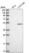 CUGBP Elav-Like Family Member 1 antibody, NBP2-76536, Novus Biologicals, Western Blot image 