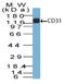 CD31 antibody, AM32851PU-S, Origene, Western Blot image 