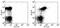 Signaling Lymphocytic Activation Molecule Family Member 1 antibody, 11-1501-80, Invitrogen Antibodies, Flow Cytometry image 