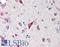 C1q And TNF Related 5 antibody, LS-B467, Lifespan Biosciences, Immunohistochemistry frozen image 