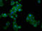 Guanylate Binding Protein 4 antibody, LS-C675127, Lifespan Biosciences, Immunofluorescence image 