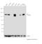 AXL Receptor Tyrosine Kinase antibody, PA5-34658, Invitrogen Antibodies, Western Blot image 