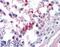 Septin 3 antibody, 46-353, ProSci, Immunohistochemistry frozen image 