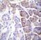 Carboxypeptidase B1 antibody, LS-C166985, Lifespan Biosciences, Immunohistochemistry paraffin image 