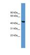 Caspase 5 antibody, NBP1-69200, Novus Biologicals, Western Blot image 