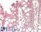 Skip antibody, LS-B14298, Lifespan Biosciences, Immunohistochemistry paraffin image 