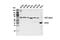 Actin Alpha 1, Skeletal Muscle antibody, 4968S, Cell Signaling Technology, Western Blot image 