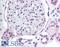 T-Box 2 antibody, LS-B909, Lifespan Biosciences, Immunohistochemistry frozen image 