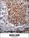 Exostosin Like Glycosyltransferase 3 antibody, 56-613, ProSci, Immunohistochemistry frozen image 