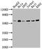 TNF Receptor Associated Factor 2 antibody, CSB-RA786226A0HU, Cusabio, Western Blot image 