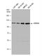 Heat Shock Protein Family A (Hsp70) Member 4 antibody, NBP1-33425, Novus Biologicals, Western Blot image 