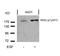 ERBB2 antibody, 79-139, ProSci, Western Blot image 