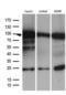 Sirtuin 1 antibody, LS-C799866, Lifespan Biosciences, Western Blot image 