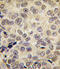 DNA Methyltransferase 3 Beta antibody, 55-145, ProSci, Immunofluorescence image 