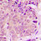 Proliferation And Apoptosis Adaptor Protein 15 antibody, LS-C368455, Lifespan Biosciences, Immunohistochemistry paraffin image 