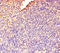 Docking Protein 5 antibody, A54752-100, Epigentek, Immunohistochemistry paraffin image 